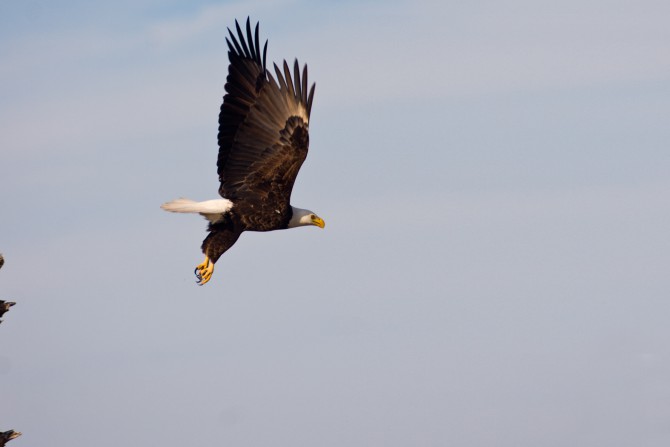 Bald Eagle At The Wetlands